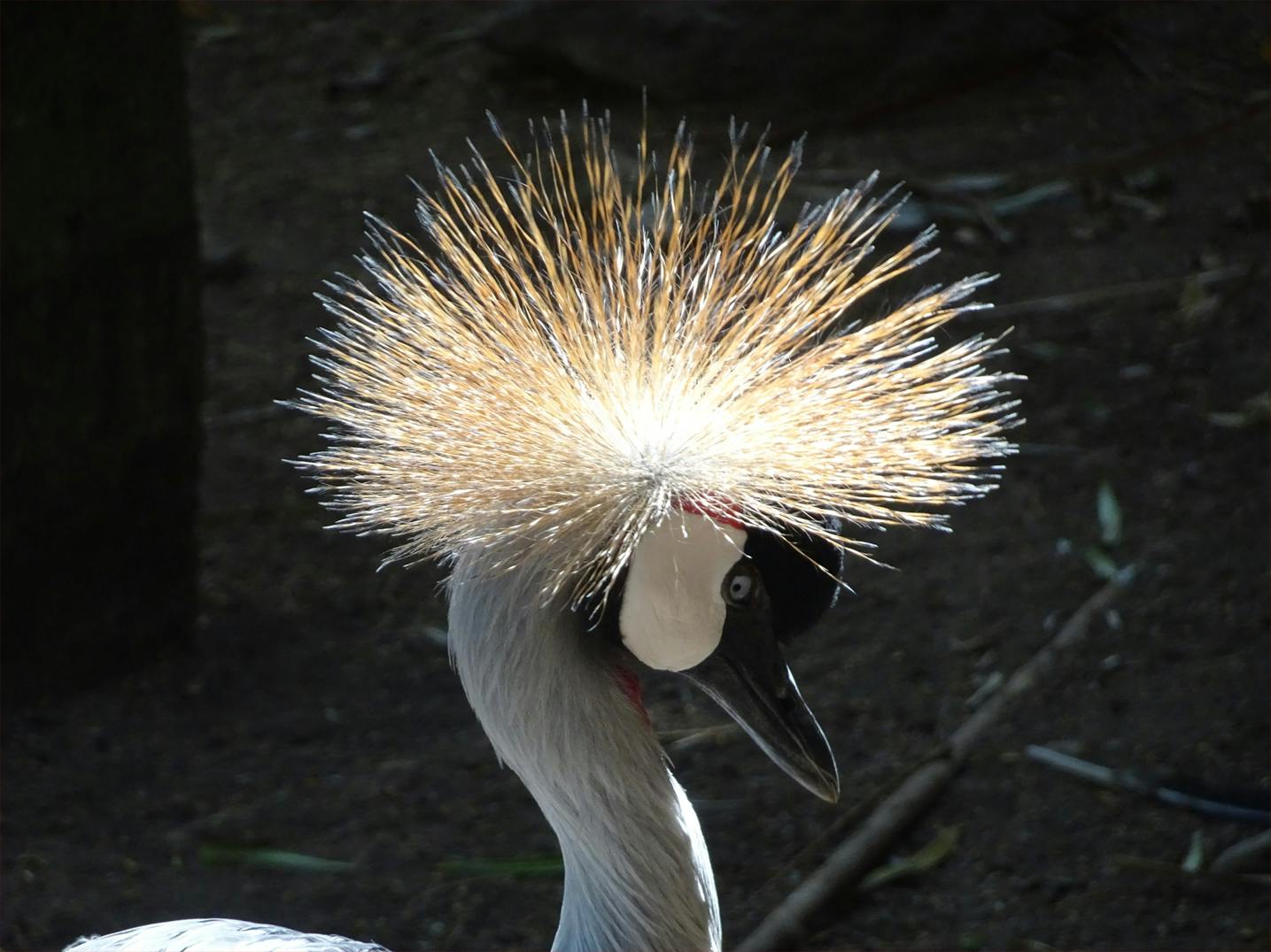 Golden crested crane